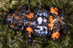 Nicholl's Toadlet (Metacrinia nichollsi) Copyright Julian Bentley. Photograph by Julian Bentley.