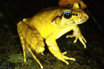 Southern Barred Frog (Mixophyes balbus) Copyright Julian Bentley. Photograph by Julian Bentley.