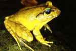 Southern Barred Frog (Mixophyes balbus) Copyright Julian Bentley. Photograph by Julian Bentley.