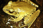 Fleay's Barred Frog (Mixophyes fleayi) Copyright Julian Bentley. Photograph by Julian Bentley.