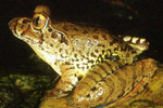 Giant Barred Frog (Mixophyes iteratus) Copyright Julian Bentley. Photograph by Julian Bentley.