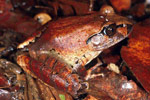 Northern Barred Frog (Mixophyes schevilli) Copyright Julian Bentley. Photograph by Julian Bentley.