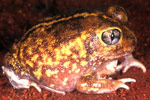 Northern Burrowing Frog (Neobatrachus aquilonius) Copyright Julian Bentley. Photograph by Julian Bentley.