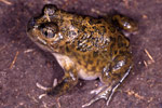 Mallee Spadefoot Toad (Neobatrachus pictus) Copyright Julian Bentley. Photograph by Julian Bentley.