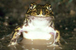 Common Spadefoot Toad (Neobatrachus sudelli) Copyright Julian Bentley. Photograph by Julian Bentley.