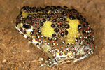 Holy Cross Toad (Notaden bennetti) Copyright Julian Bentley. Photograph by Julian Bentley.
