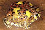 Holy Cross Toad (Notaden bennetti) Copyright Julian Bentley. Photograph by Julian Bentley.