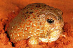 Desert Spadefoot Toad (Notaden nichollsi) Copyright Julian Bentley. Photograph by Julian Bentley.