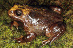 Baw Baw Frog (Philoria frosti) Copyright Julian Bentley. Photograph by Julian Bentley.