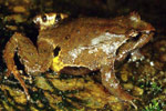Sphagnum Frog (Philoria sphagnicola) Copyright Julian Bentley. Photograph by Julian Bentley.