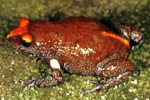 Red-crowned Toadlet (Pseudophryne australis) Copyright Julian Bentley. Photograph by Julian Bentley.