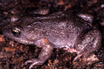 Bibron's Toadlet (Pseudophryne bibroni) Copyright Julian Bentley. Photograph by Julian Bentley.