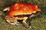 Red-backed Toadlet (Pseudophryne coriacea) Copyright Julian Bentley. Photograph by Julian Bentley.