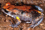 Magnificent Brood Frog (Pseudophryne covacevichae) Copyright Julian Bentley. Photograph by Julian Bentley.