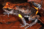 Magnificent Brood Frog (Pseudophryne covacevichae) Copyright Julian Bentley. Photograph by Julian Bentley.