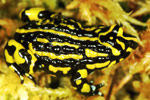 Northern Corroboree Frog (Pseudophryne pengilleyi) Copyright Julian Bentley. Photograph by Julian Bentley.