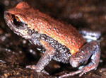 Copper-backed Brood Frog (Pseudophryne raveni) Copyright Julian Bentley. Photograph by Julian Bentley.