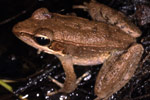 Wood Frog (Rana daemeli) Copyright Julian Bentley. Photograph by Julian Bentley.