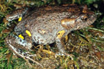 Tyler's Toadlet (Uperoleia tyleri) Copyright Julian Bentley. Photograph by Julian Bentley.