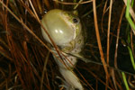 Spotted Marsh Frog (Limnodynastes tasmaniensis) Copyright Amphibian Research Centre.