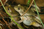 Spotted Marsh Frog (Limnodynastes tasmaniensis) Copyright Amphibian Research Centre.