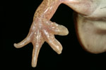 Spotted Marsh Frog (Limnodynastes tasmaniensis) Copyright Amphibian Research Centre.