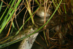 Spotted Marsh Frog (Limnodynastes tasmaniensis) Copyright Amphibian Research Centre.