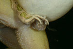 Spotted Marsh Frog (Limnodynastes tasmaniensis) Copyright Amphibian Research Centre.