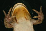 Spotted Marsh Frog (Limnodynastes tasmaniensis) Copyright Amphibian Research Centre.