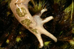 Spotted Marsh Frog (Limnodynastes tasmaniensis) Copyright Amphibian Research Centre.