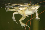 Spotted Marsh Frog (Limnodynastes tasmaniensis) Copyright Amphibian Research Centre.