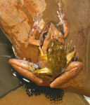 Lesueur's Tree Frog (Litoria lesueuri) Copyright Amphibian Research Centre.