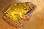 Lesueur's Tree Frog (Litoria lesueuri) Copyright Amphibian Research Centre.