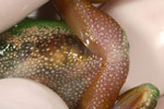 Leaf Green Tree Frog (Litoria nudidigita) Copyright Amphibian Research Centre.