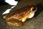 Spotted Tree Frog (Litoria spenceri) Copyright Amphibian Research Centre.