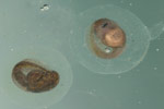 Southern Smooth Froglet (Geocrinia laevis) Copyright Amphibian Research Centre.