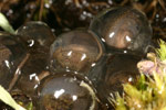 Southern Smooth Froglet (Geocrinia laevis) Copyright Amphibian Research Centre.