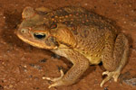 Cane Toad (Bufo marinus) Copyright Amphibian Research Centre.