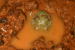 Water-holding Frog (Cyclorana platycephala) Copyright Amphibian Research Centre.