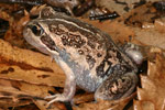 Eastern Banjo Frog (Limnodynastes dumerili) Copyright Amphibian Research Centre.