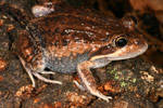 Eastern Banjo Frog (Limnodynastes dumerili) Copyright Amphibian Research Centre.