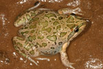 Spotted Marsh Frog (Limnodynastes tasmaniensis) Copyright Amphibian Research Centre.