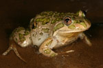 Spotted Marsh Frog (Limnodynastes tasmaniensis) Copyright Amphibian Research Centre.