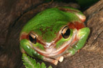 Blue Mountains Tree Frog (Litoria citropa) Copyright Amphibian Research Centre.