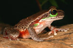 Blue Mountains Tree Frog (Litoria citropa) Copyright Amphibian Research Centre.
