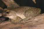 Spotted Tree Frog (Litoria spenceri) Copyright Amphibian Research Centre.
