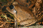 Great Barred Frog (Mixophyes fasciolatus) Copyright Amphibian Research Centre.