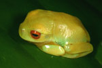 Red-eyed Tree Frog (Litoria chloris) Copyright Amphibian Research Centre.