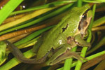Verreaux's Tree Frog (Litoria verreauxi) Copyright Amphibian Research Centre.