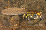 Southern Corroboree Frog (Pseudophryne corroboree) Copyright Amphibian Research Centre.